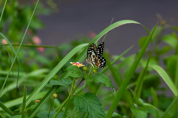 Mariposa en flor en el jardín poco profundo DOF