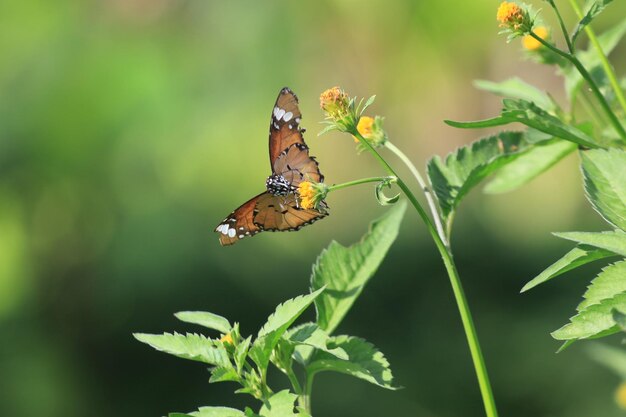 Mariposa en flor en el jardín poco profundo DOF