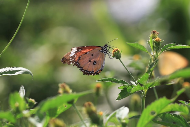 Mariposa en flor en el jardín poco profundo DOF