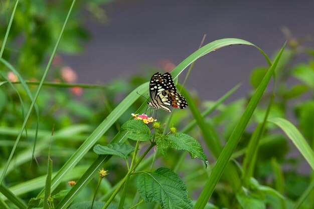 Mariposa en flor en el jardín poco profundo DOF