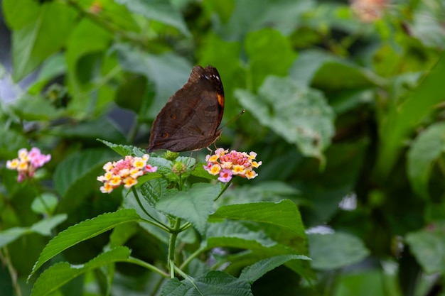 mariposa en una flor en el jardín de primer plano