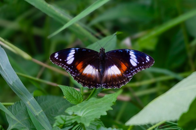 mariposa en una flor en el jardín de primer plano