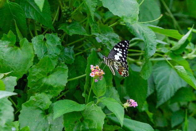 mariposa en una flor en el jardín de primer plano