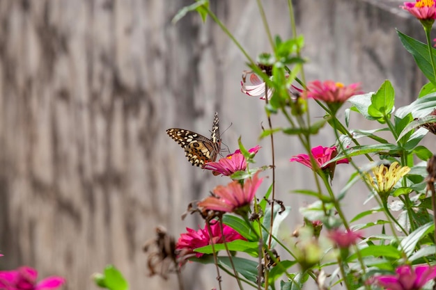 mariposa en una flor en el jardín de primer plano