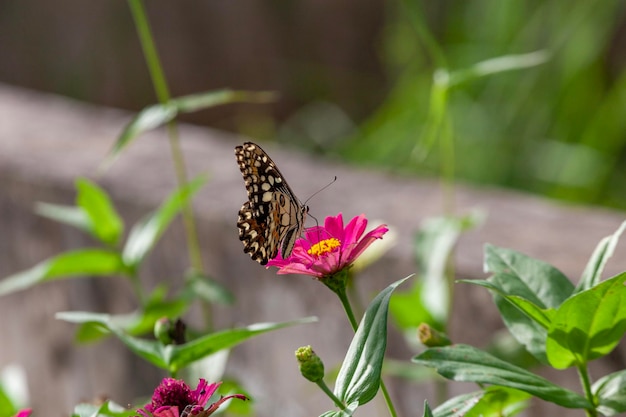 mariposa en una flor en el jardín de primer plano