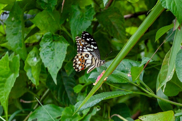 mariposa en una flor en el jardín de primer plano