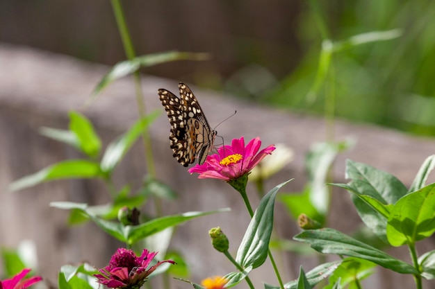 mariposa en una flor en el jardín de primer plano