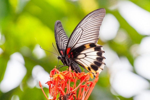 mariposa en una flor en el jardín de primer plano