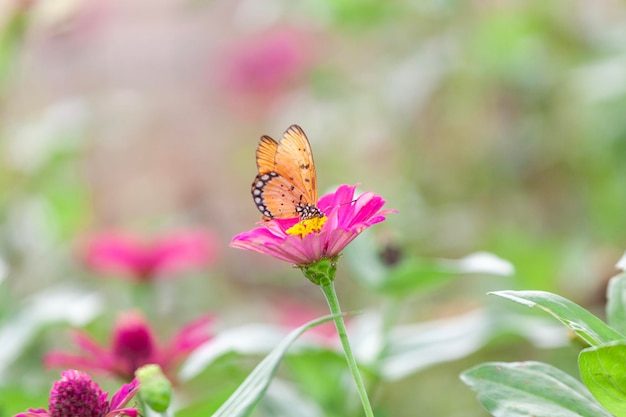 mariposa en una flor en el jardín de primer plano