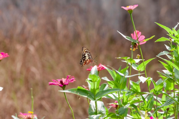 mariposa en una flor en el jardín de primer plano
