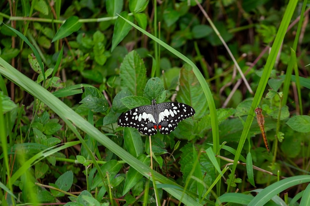 mariposa en una flor en el jardín de primer plano