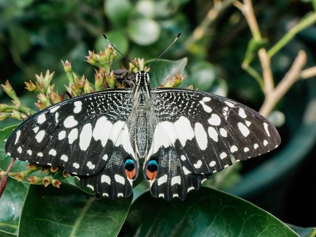 Mariposa y flor en el jardín.