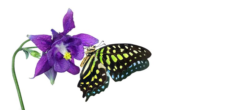 Foto una mariposa y una flor morada están sobre un fondo blanco