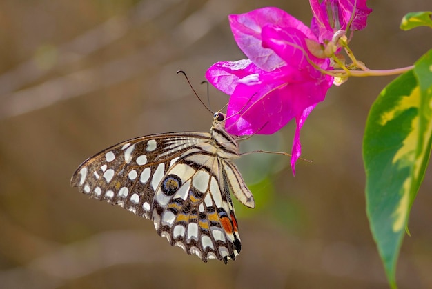 Una mariposa en una flor morada