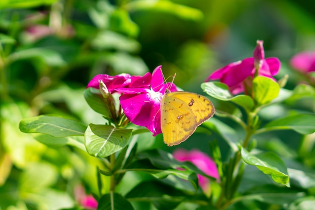 Mariposa en flor morada