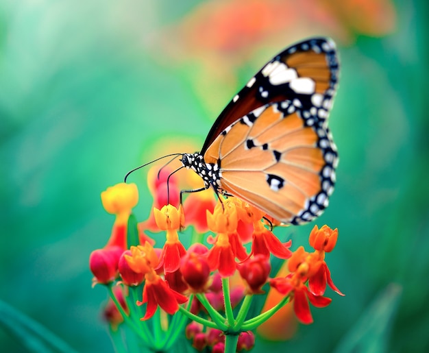 Mariposa en flor de naranja en el jardín