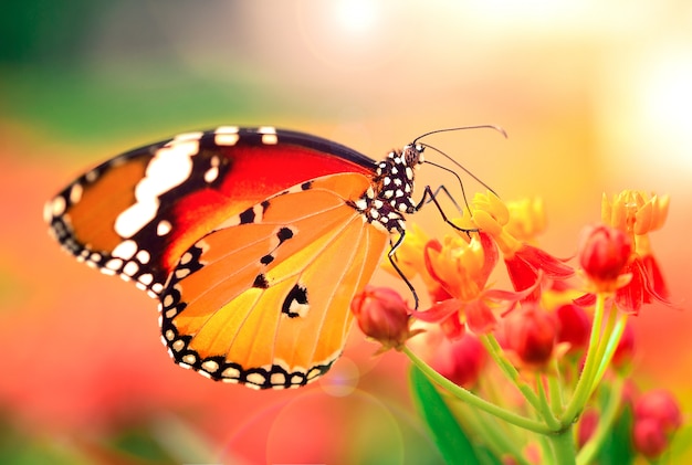 Mariposa en flor de naranja en el jardín