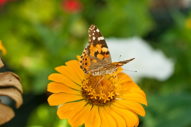 Mariposa en una flor de naranja