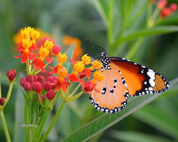 Mariposa en flor de naranja