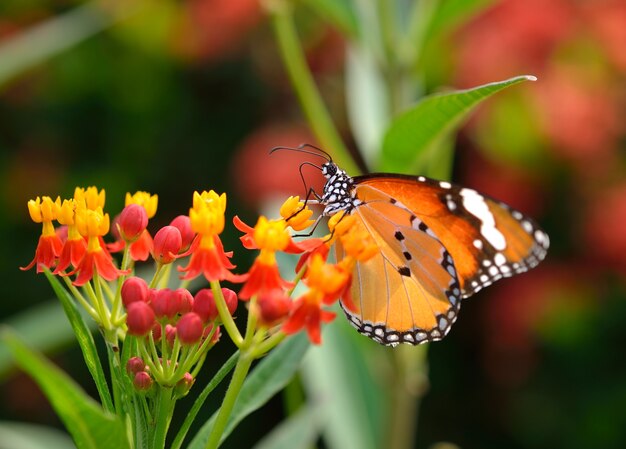 Mariposa en flor de naranja