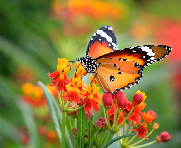 Mariposa en flor de naranja