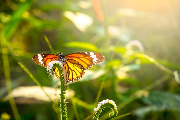 Mariposa en flor de pétalo blanco en la mañana