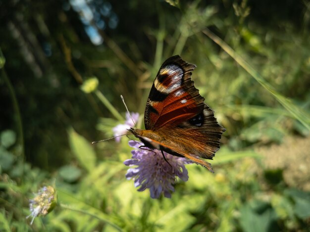 Mariposa en una flor de prado El ojo de pavo real es una mariposa brillante con ojos manchados en sus alas