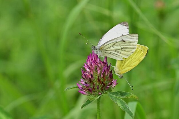 una mariposa en una flor púrpura