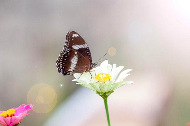 Mariposa en flor roja en el jardín con fondo de la naturaleza