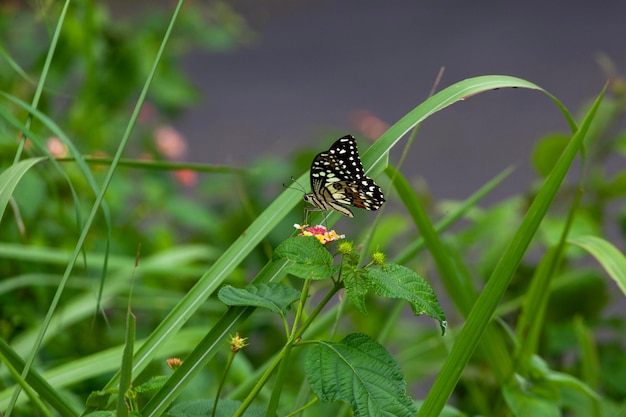 Mariposa en flor roja en el jardín con fondo de la naturaleza