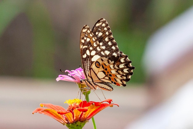 Mariposa en flor roja en el jardín con fondo de la naturaleza