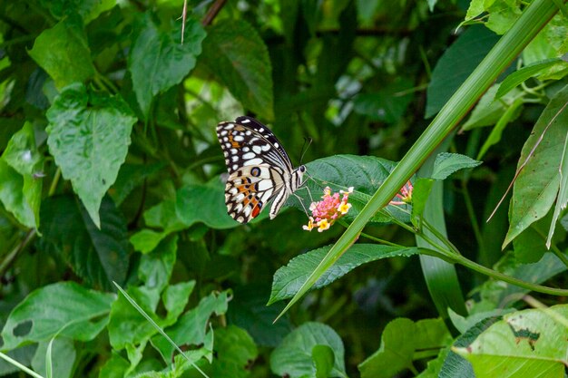 Mariposa en flor roja en el jardín con fondo de la naturaleza