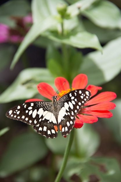 mariposa en flor roja