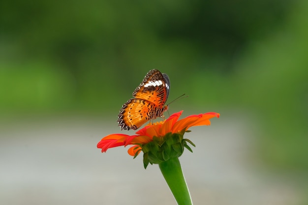 mariposa y flor roja