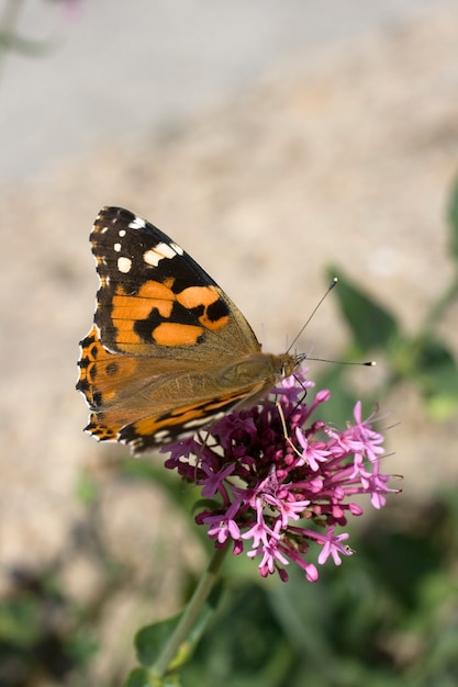 Mariposa en una flor rosa