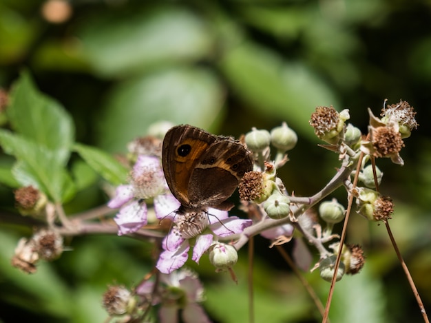 Mariposa y flor rosa