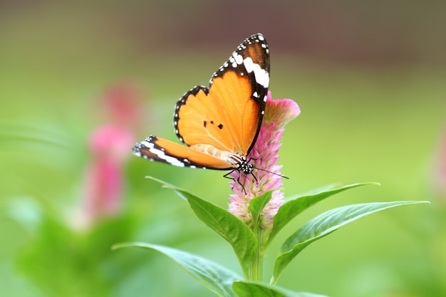 Mariposa en flor rosa