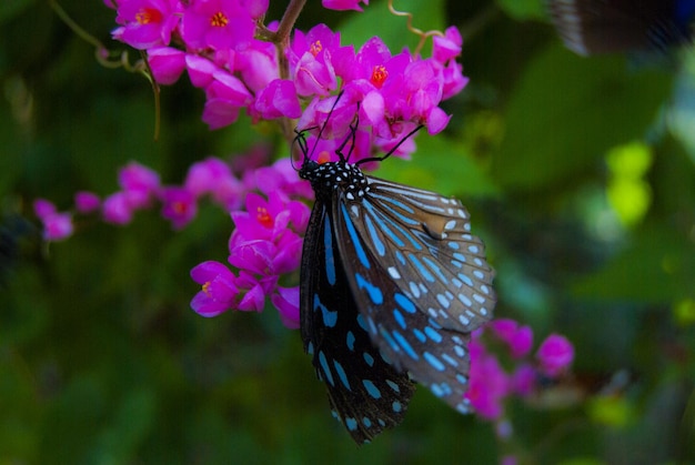 Una mariposa en una flor rosa