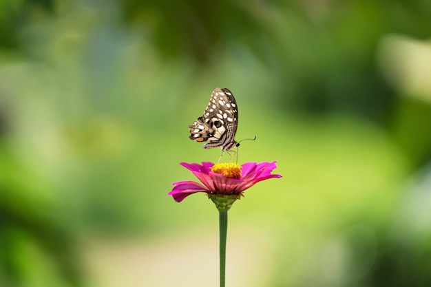 Foto mariposa con flor y sol