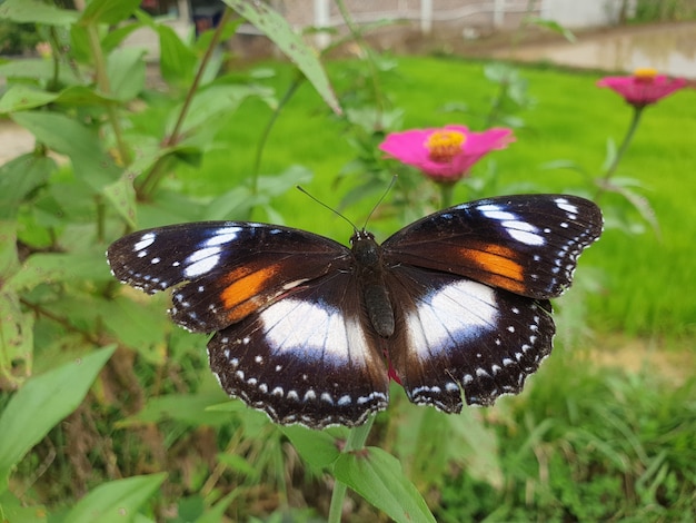 Mariposa en la flor Zinnia Elegance