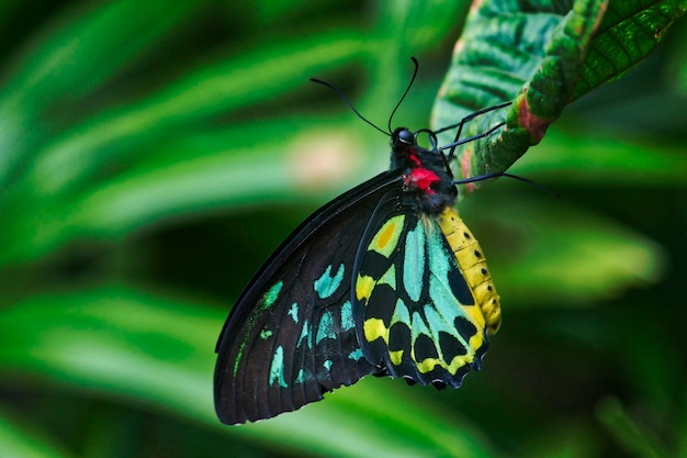 La mariposa en una flor