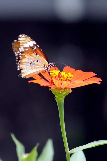 Mariposa y flor