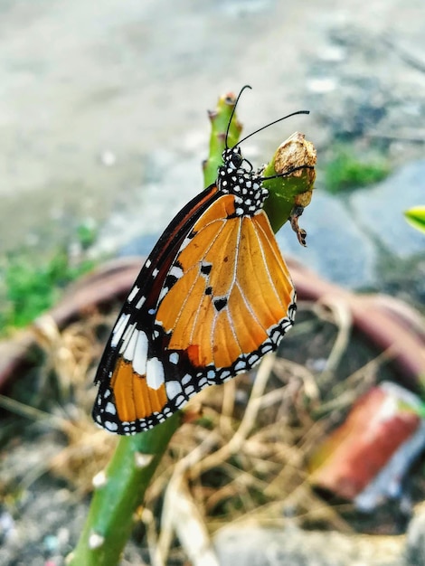 La mariposa en la flor