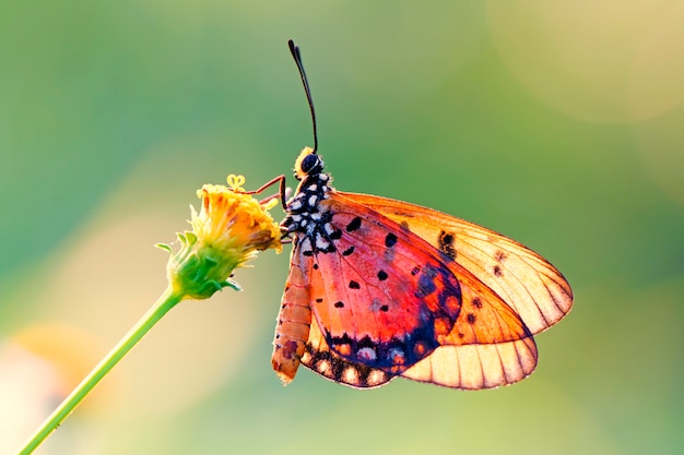 Mariposa en la flor