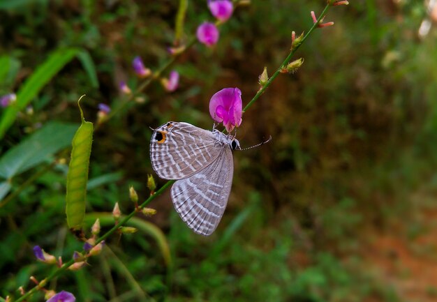 Foto mariposa en una flor