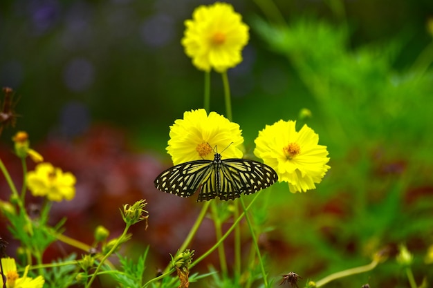 Mariposa y flor