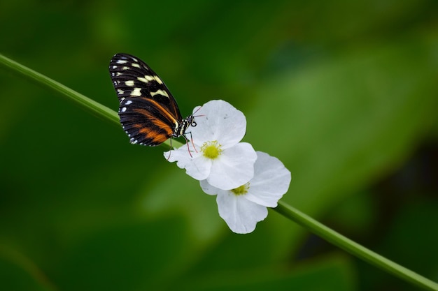 Mariposa con flor