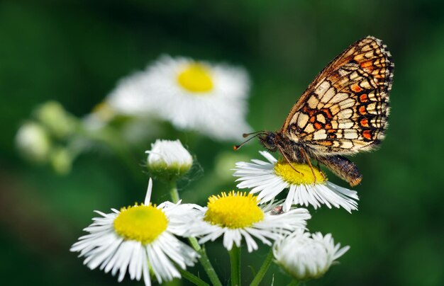 Una mariposa en una flor