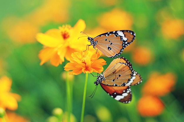 Mariposa en flor