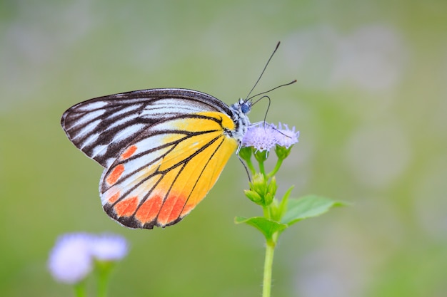 Mariposa y flor